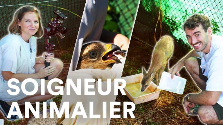 Devenir soigneur animalier : études, salaires, reconversion, témoignage